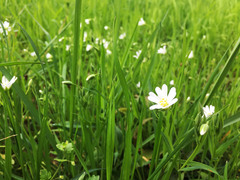 Rabelera holostea