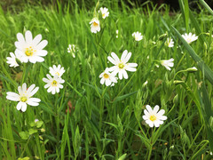 Rabelera holostea