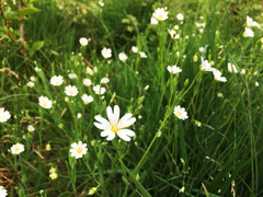 Rabelera holostea
