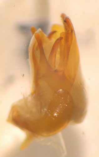 Juodablauzdis Minkštavabalis nuotrauka