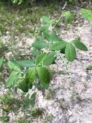 Baptisia megacarpa