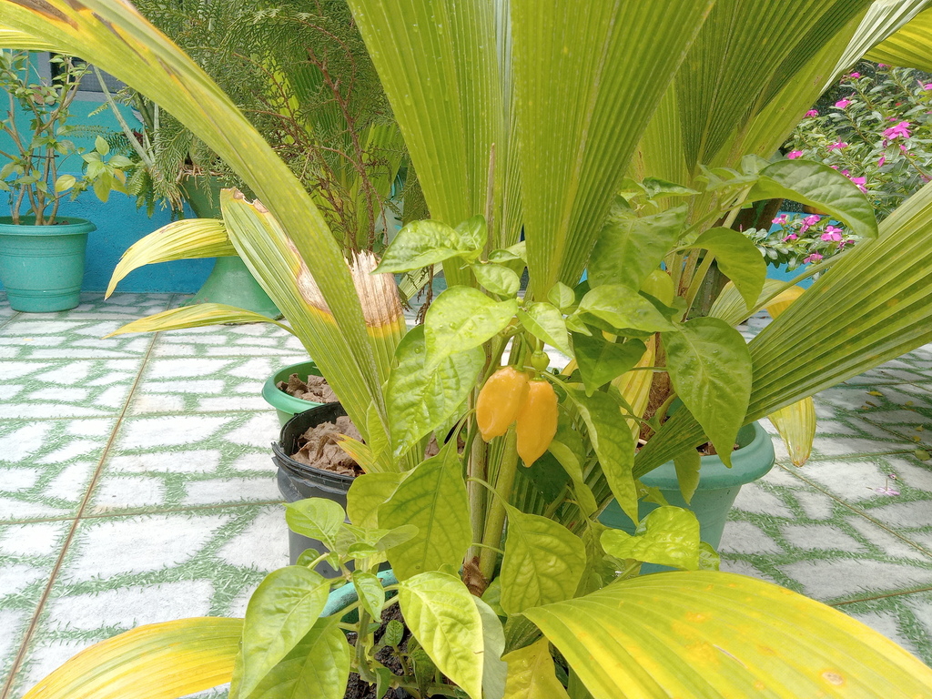 Foto de Pimenta-de-cheiro
