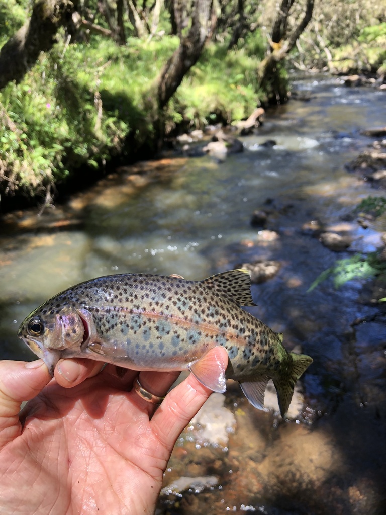 Rainbow Trout From Aberdare National Park Othaya Nyeri KE On rainbow-trout-from-aberdare-national-park-othaya-nyeri-ke-on