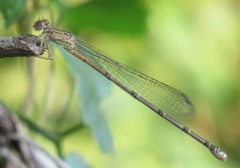 Pseudagrion sublacteum