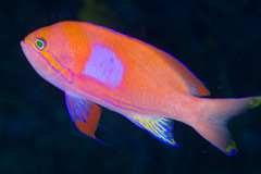 Pseudanthias pleurotaenia