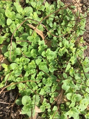 Origanum majorana
