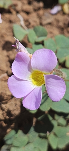 Skewleaf Sorrel