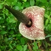 Amorphophallus kiusianus - Photo (c) 李博恒, some rights reserved (CC BY-NC), uploaded by 李博恒