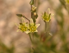 Eremogone macradenia