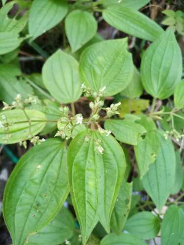 Aciotis indecora (Aciotis indecora)