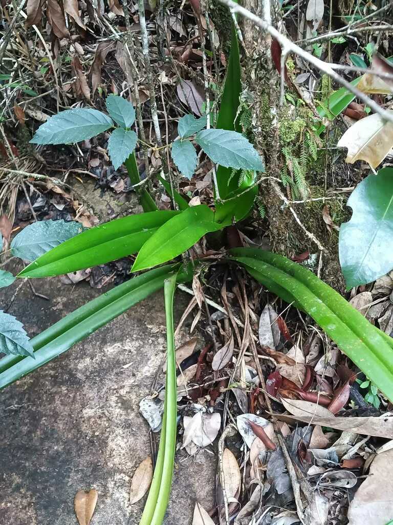 Phragmipedium lindleyanum