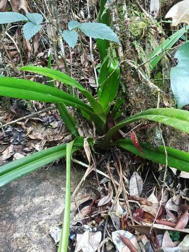Phragmipedium lindleyanum, photograph 4