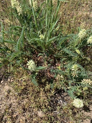 Astragalus pomonensis