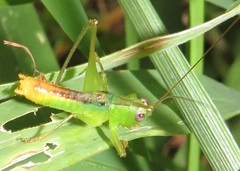 Conocephalus iris