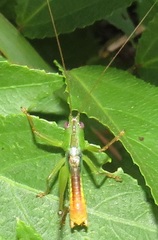 Conocephalus iris
