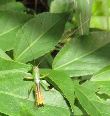 Conocephalus iris