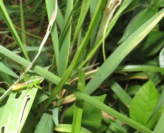Conocephalus iris