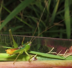 Conocephalus iris