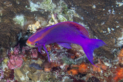 Mirolabrichthys tuka