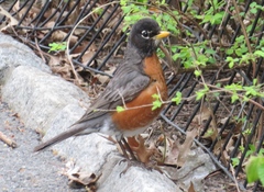 Turdus migratorius