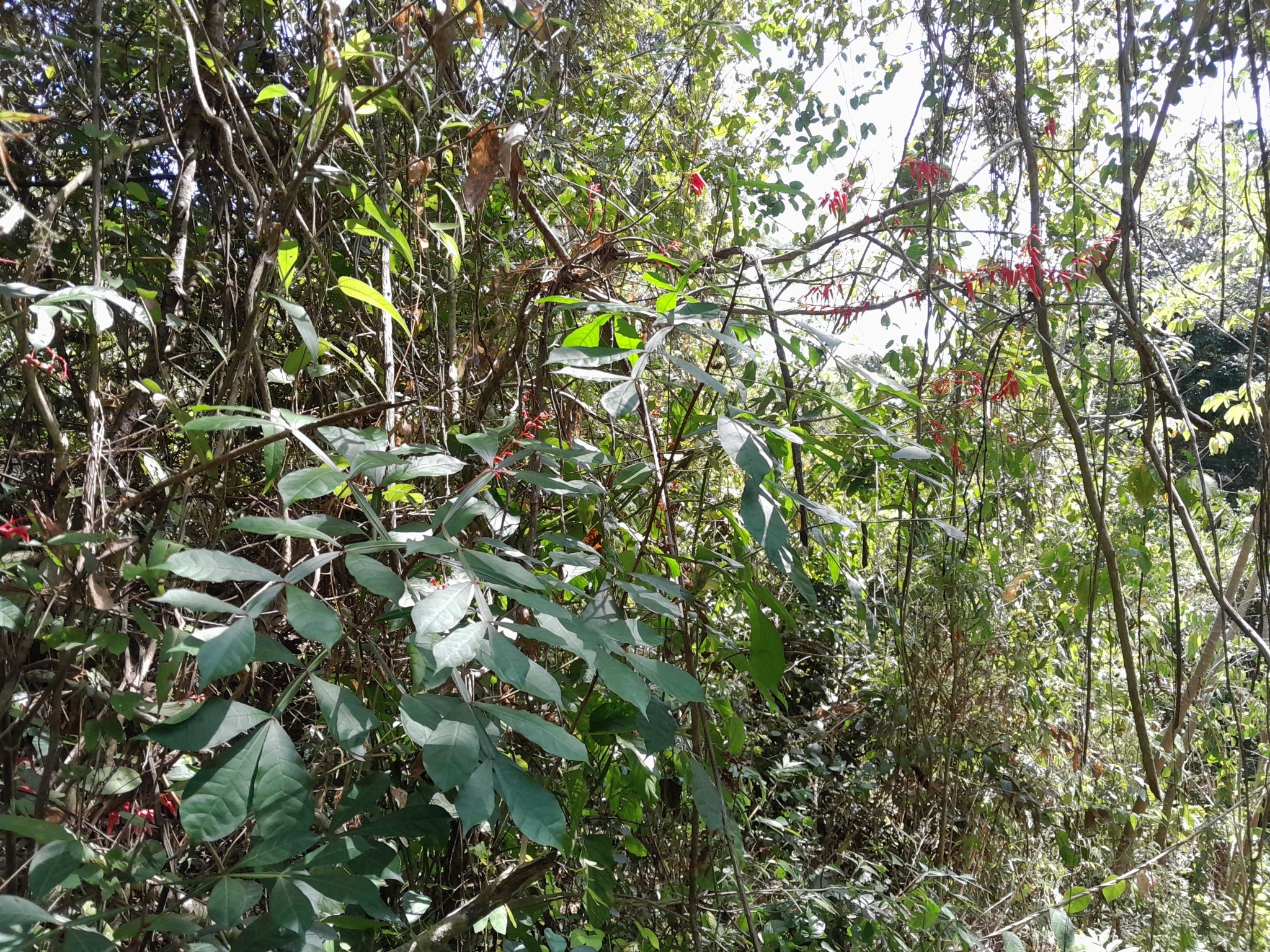 Imagem de Pau-tenente