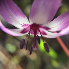 Erythronium hendersonii
