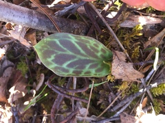 Erythronium hendersonii