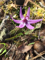 Erythronium hendersonii