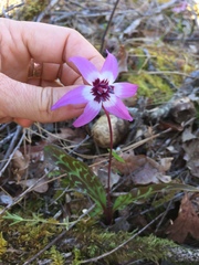 Erythronium hendersonii