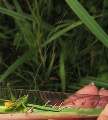 Conocephalus iris