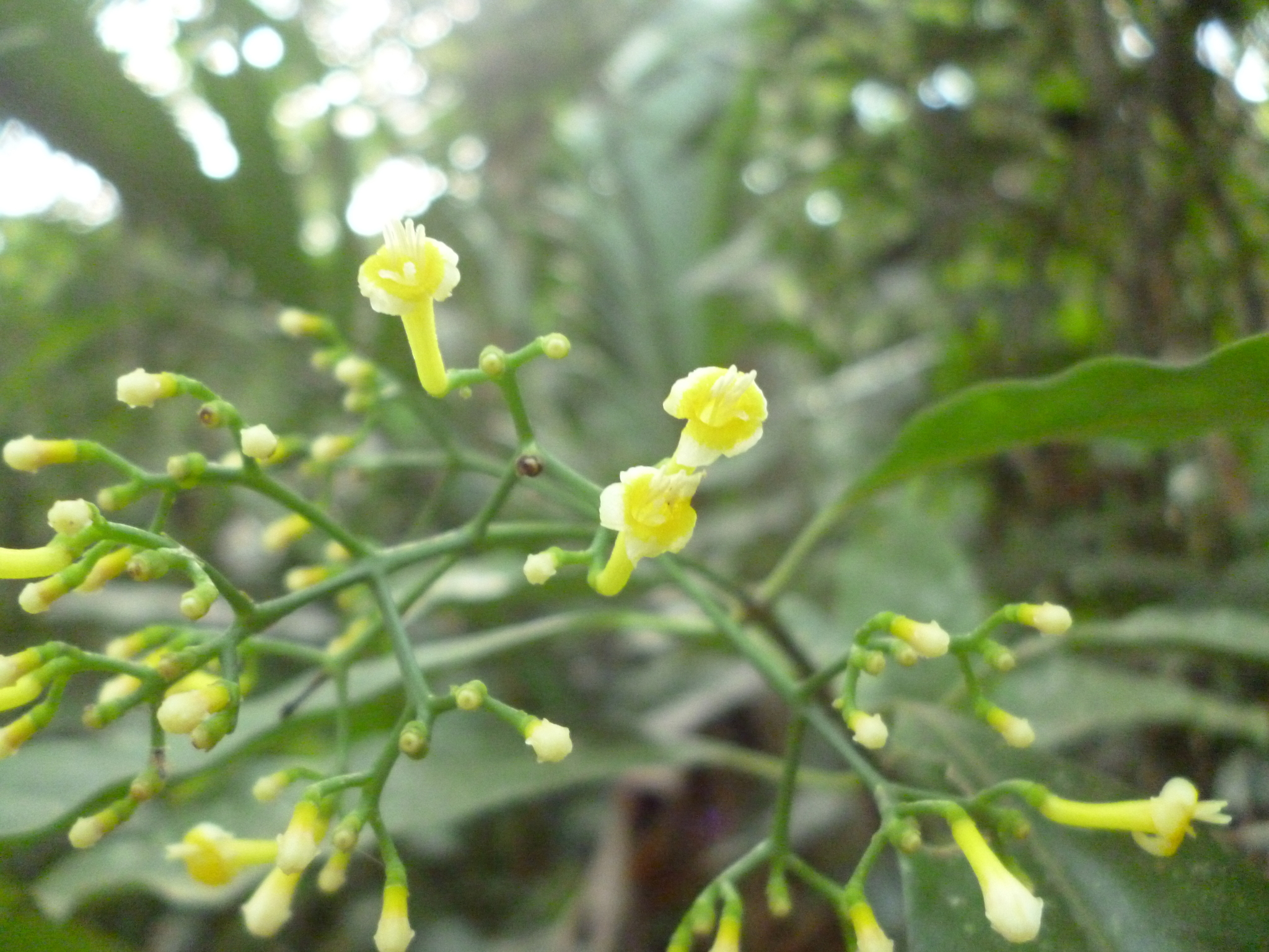 Psychotria nemorosa