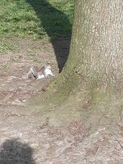 Sciurus carolinensis