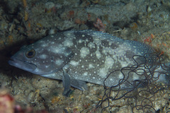 Epinephelus coeruleopunctatus