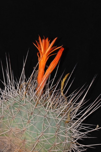 Matucana formosa