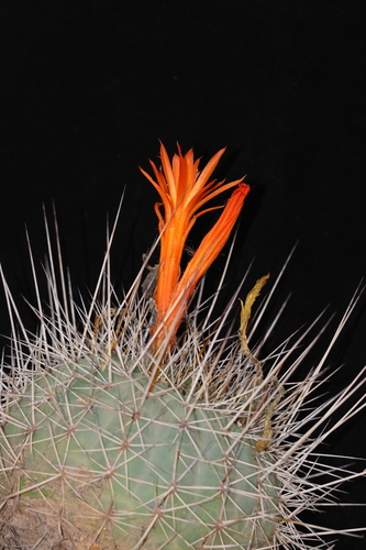 Matucana formosa