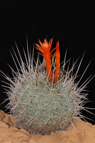 Matucana formosa