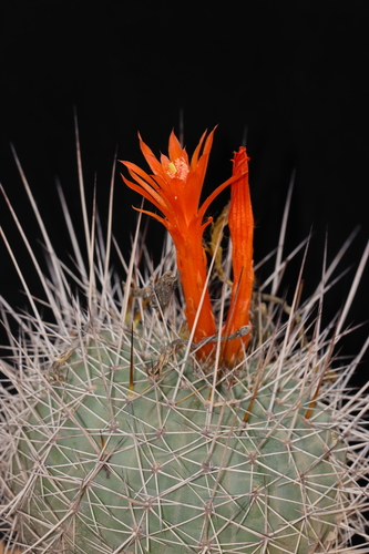 Matucana formosa