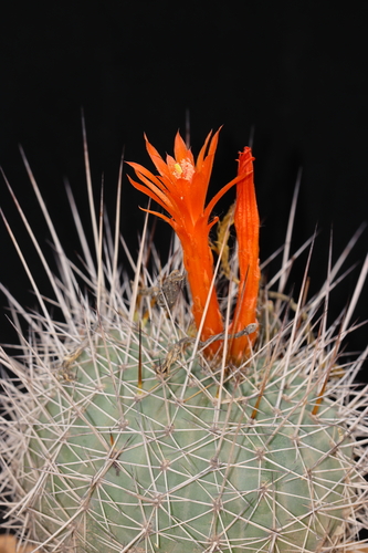 Matucana formosa