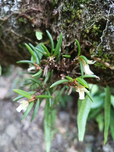 Maxillaria uncata, photograph 6