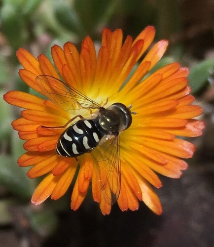 Large-tailed Aphideater