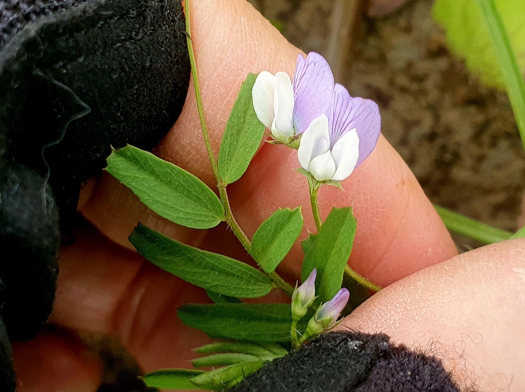 Vicia hulensis