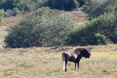 Connochaetes gnou