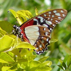 Graphium angolanus angolanus