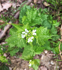 Alliaria petiolata