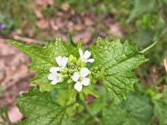 Alliaria petiolata