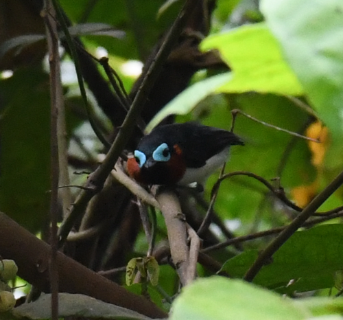 iNaturalist image