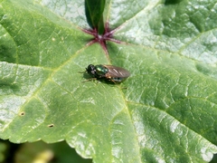 Chloromyia formosa