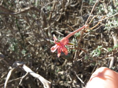 Pelargonium plurisectum