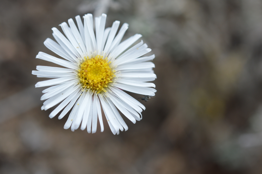 Erigeron luxurians
