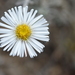Erigeron luxurians - Photo (c) danielaperezorellana, some rights reserved (CC BY-NC-ND)